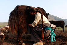 チベット牧畜民の一日